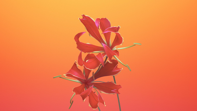 WWDC 2017, iPhone X, retina, red, 2K, flower, petaled, 4k, HD, photo, closeup, iOS11, iPhone 8