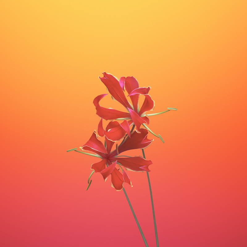 1080P, flowers, inflorescence, plant, orange background, growth, flowering plant, pink color, close-up, beauty in nature, petal, bouquet, flower, iphone x