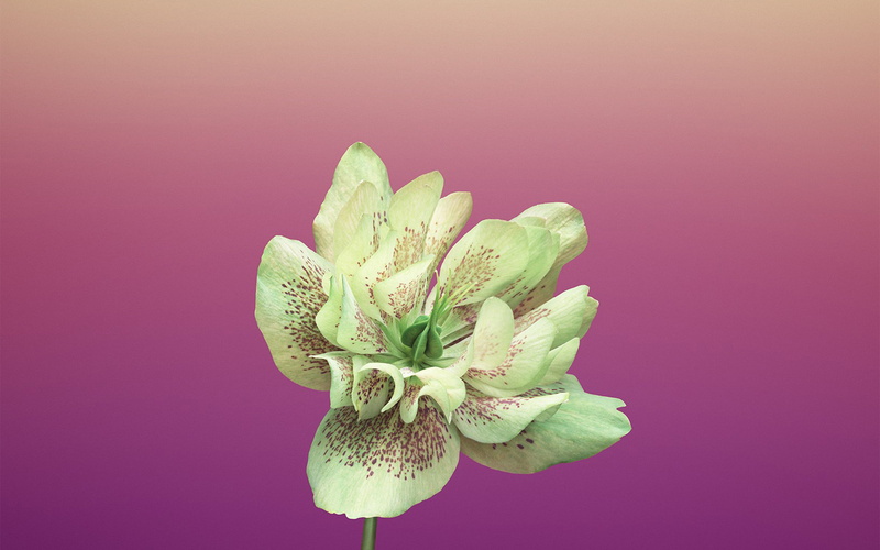no people, beauty in nature, freshness, still life, pink background, colored background, purple background, leaf, close-up, food and drink, art, apple