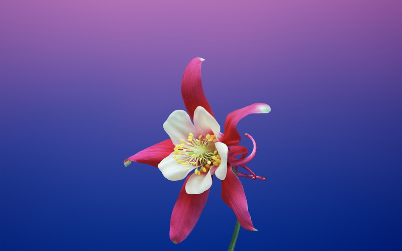 4K, colored background, illustration, studio shot, flowering plant, iphone8, no people, fragility, plant, ios11, beauty in nature, flower head, pollen