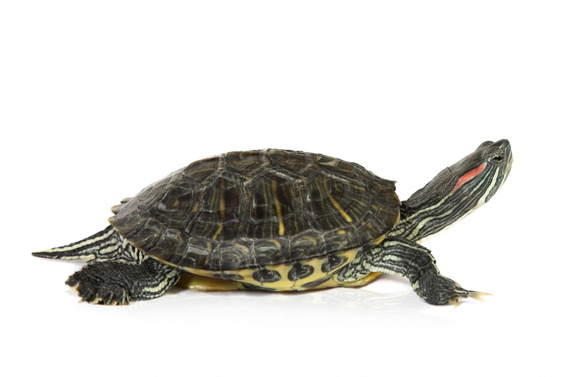 reptile, shell, nature, tortoise, vertebrate, white background, one animal, animal themes, turtle ipad  retina, animal shell, cut out, animal, turtle, tortoise shell