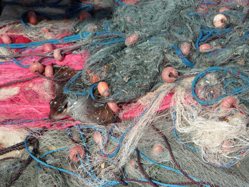 By Catch, group of animals, close-up, fishing net, 4K, rope, water, day, fish, representation, Caught, commercial fishing net, fang, multi colored, activity