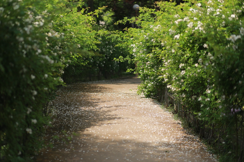 no people, wood, tree, flower road, trail, growth, green, snowflakes, land, plant, season, the leaves, diminishing perspective, green color, abstract, plants