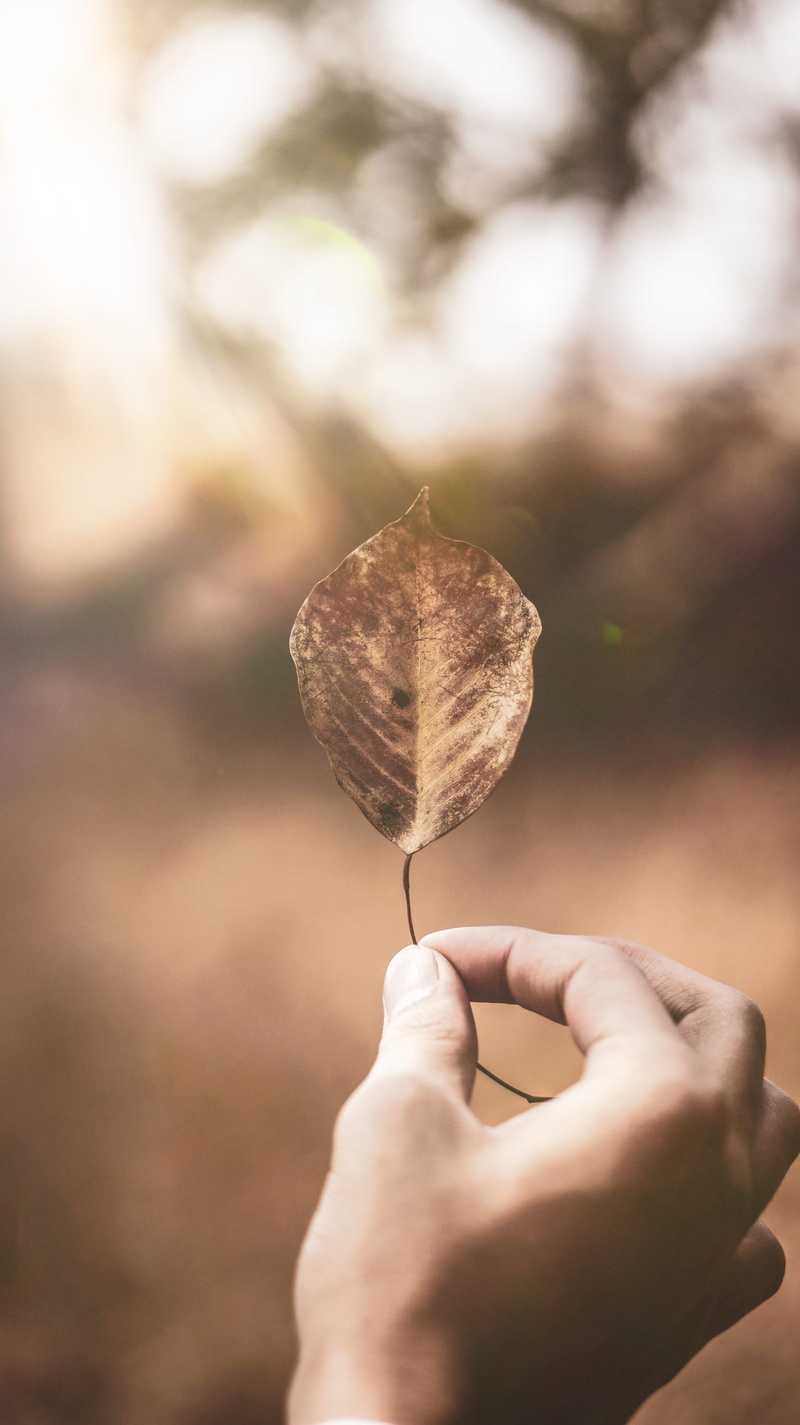 plastic wrap, hand, maple leaf, human, heart, body part, human body part, veins, day, leaf, person, human hand, one person, dried, finger, gold, ground