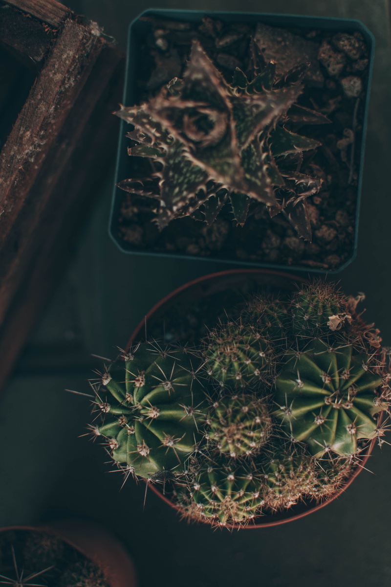 coyote, 5K, ornament, spider web, greenhouse, pattern, lace, weed, nature, succulent plant, outdoors, shopping cart, plant part, houseplant, plants, close-up