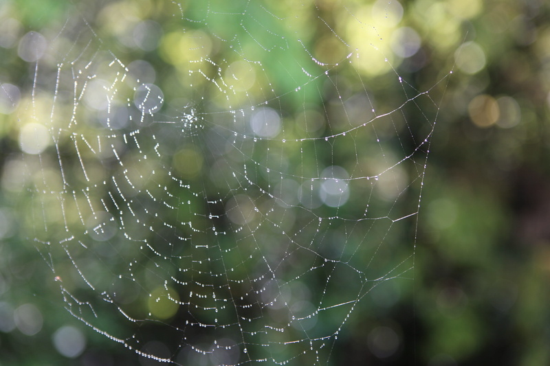 nature, water, rain, day, morning, net, the nature of the, spider, vulnerability, close-up, beauty in nature, natural pattern, shape, selective focus, outdoors