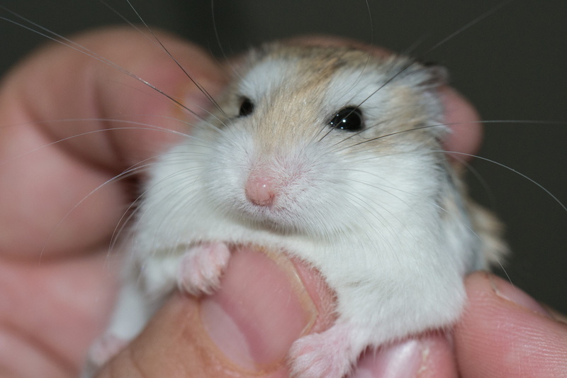 Love, holding, cute, domestic animals, close-up, people, person, petting, animal themes, body part, mammal, pet owner, portrait, small, hand, the proximity of