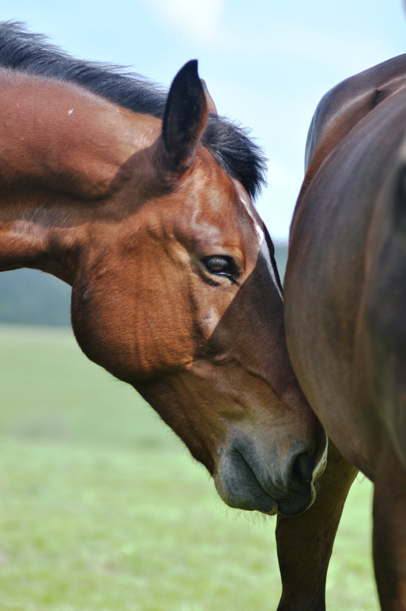 horse, day, animal wildlife, 4K, herbivorous, animal themes, livestock, no people, pets, brown, two animals, outdoors, animal body part, the horse, domestic animals