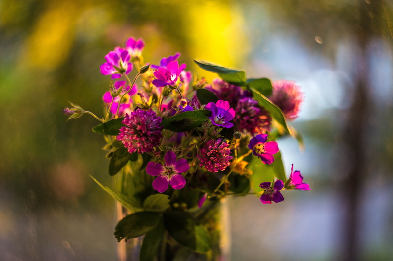 summer, selective focus, no people, Bouquet, multi colored, inflorescence, flowers field, white flowers, growth, outdoors, petal, freshness, flower, focus on foreground