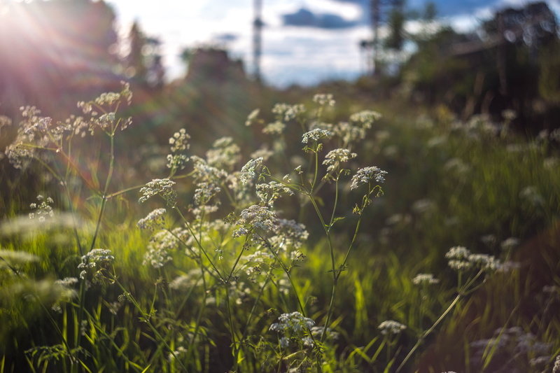 wild flower, freshness, positive emotion, environment, fragility, growth, chamomile, nature, grass, daisy, odor, 5K, meadow, bright, closeup, summer, flowers field