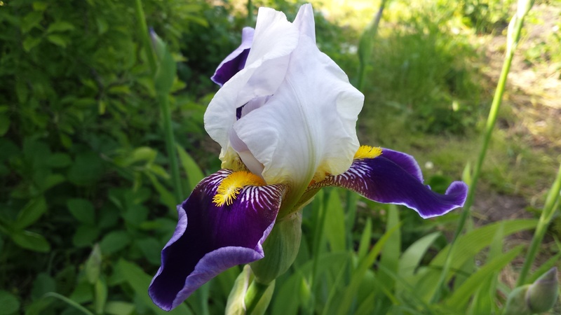 beauty in nature, nature, spring, inflorescence, day, beautiful, spring flowers, 4K, growth, flower head, plant, vulnerability, iris - plant, flower, close-up