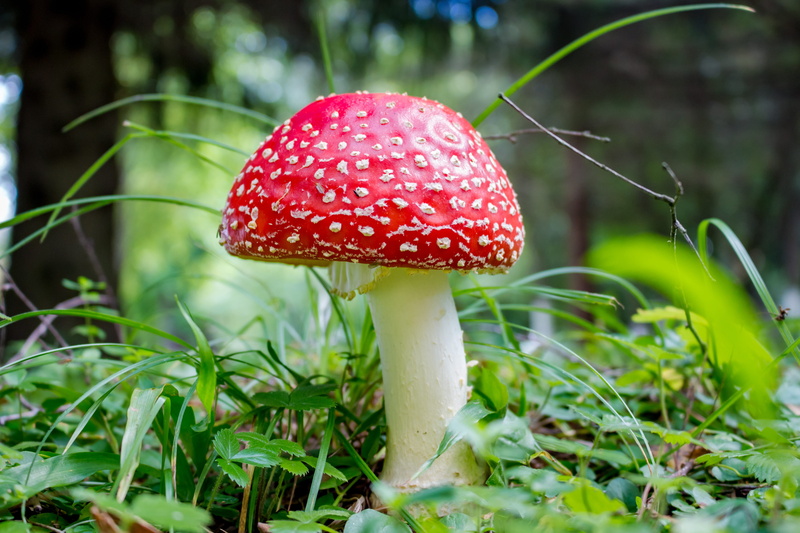 dangerous, odorous, lawn, land, mushrooms, poisoning, plant, 5K, psychotropic, inedible, red, flies, mushroom, cap, magical, amanita, grass, poisonous