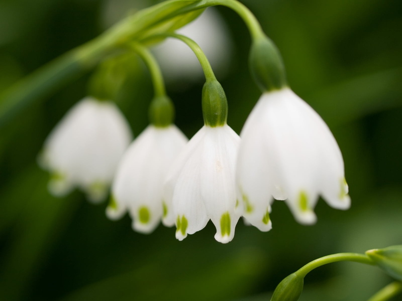 white color, plant, macro, fragility, botany, stem, beauty In Nature, s, outdoors, flower, summer, vulnerability, petal, blossom, formal Garden, flowering plant