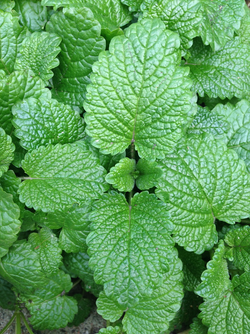 outdoors, food, food and drink, plant, grass, mint, day, odor, wellbeing, close-up, healthy eating, 2K, summer, leaves, mint Leaf - Culinary, leaf, vegetable garden