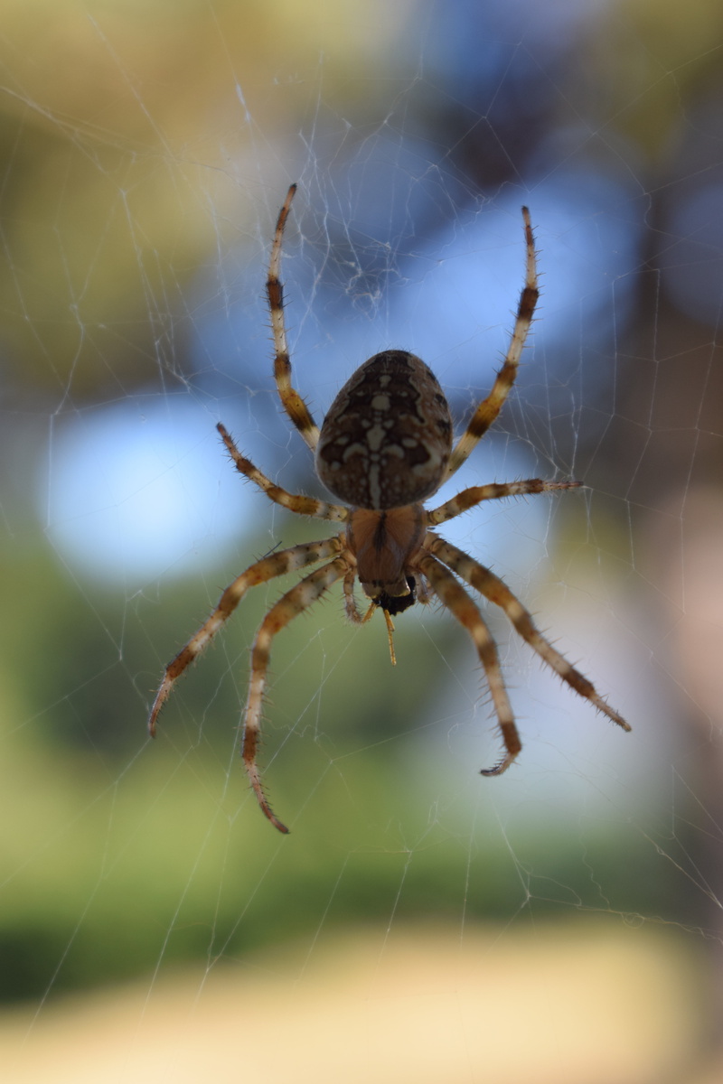 animal themes, day, spider web, close-up, animals, no people, animal leg, web, animal wildlife, fragility, prey, large spider, canvas, one animal, invertebrate