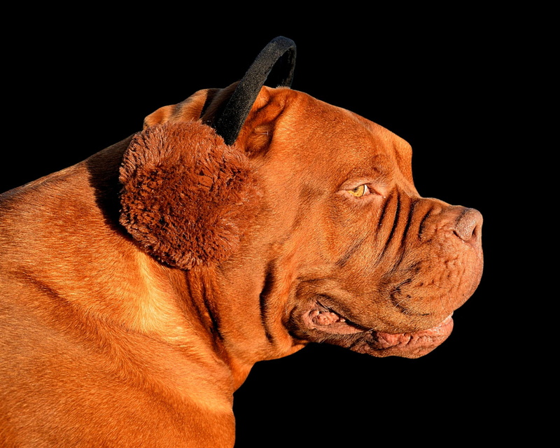 animal eye, looking away, animal portrait, brown, mammal, domestic animals, animal, vertebrate, animal themes, indoors, 1080P, studio shot, black background