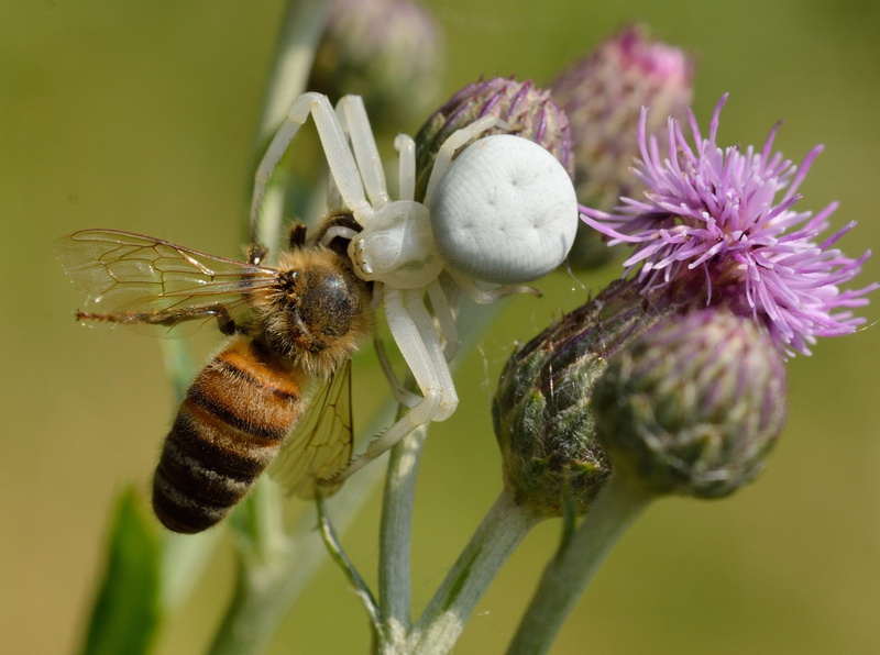 one animal, animal themes, thomisidae, prey, invertebrate, plant, flower, insect, no people, bee, vulnerability, 2K, fragility, araneae, animals in the wild