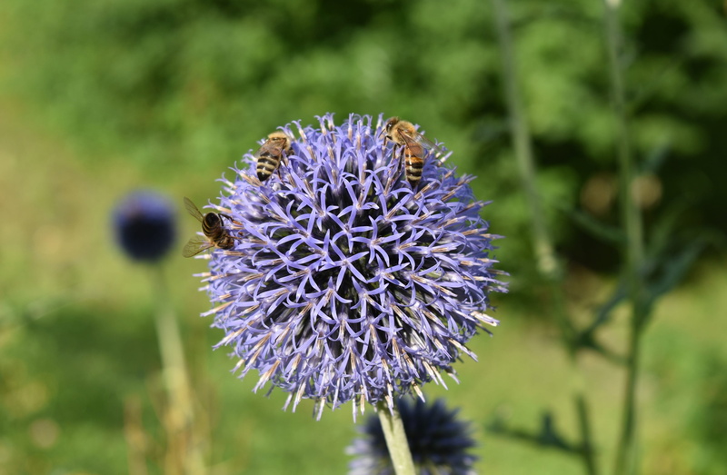 fragility, composite, nature, echinops bannaticus, flora, petal, plant, petals, bee, blue, purple, inflorescence, growth, flower head, flower, beauty in nature