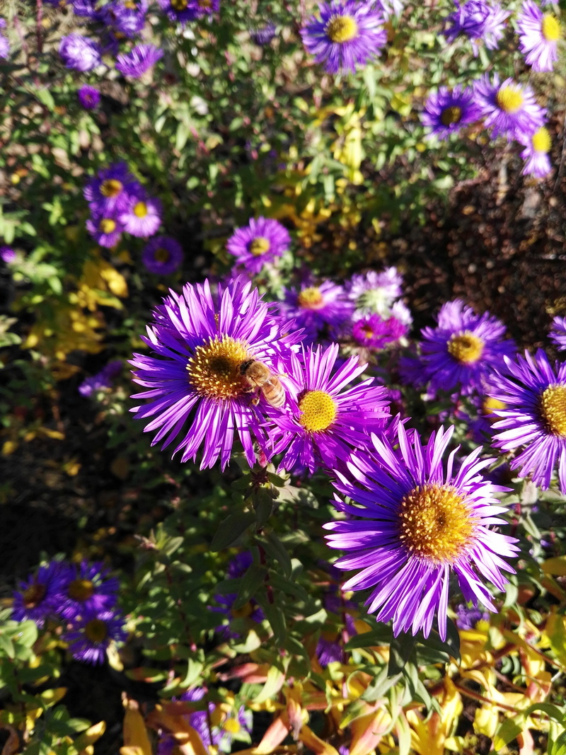 herbstastern, bloom, autumn, 4K, high angle view, growth, honey bee, freshness, focus on foreground, flower head, blossom, sprinkle, flowering plant, pollen