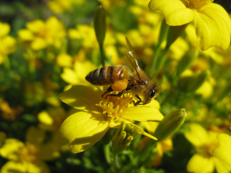 no people, apis mellifera, flower, plant, beauty in nature, petal, honeybee, yellow, animal wildlife, bee, one animal, 2K, close-up, freshness, growth