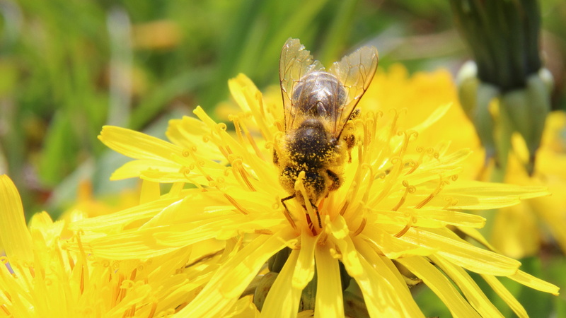 honey, stamp, fragility, vulnerability, no people, insect, macro, honey Bee, nature, bee deaths, freshness, plant, outdoors, flower, flowering plant, animal themes