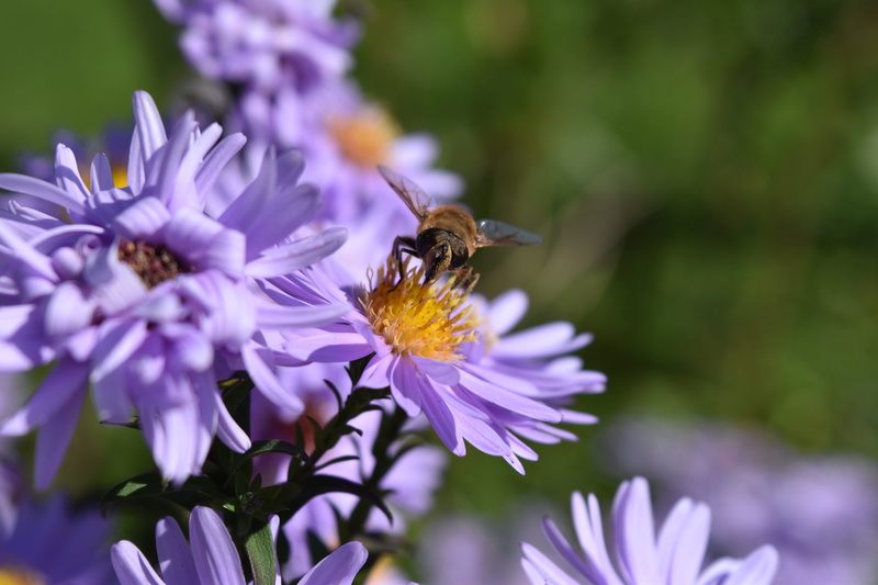 pollinate, 5K, beauty in nature, animals in the wild, pollen, bee, close-up, purple, invertebrate, petal, growth, flower, insects, plant, no people, flowering plant