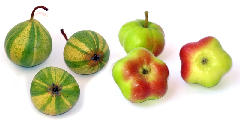api etoilée, food, cut out, pear, healthy eating, no people, apple, freshness, red, group of objects, ripe, wellbeing, organic, indoors, green color, three objects