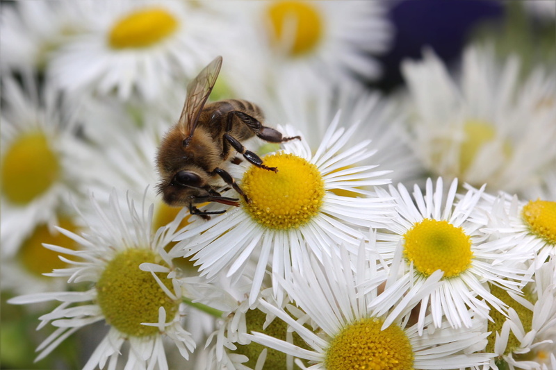 pollen, invertebrate, garden, vulnerability, animal, no people, bee, one animal, freshness, beauty in nature, nature, pollination, 2K, bumblebee, flowering plant
