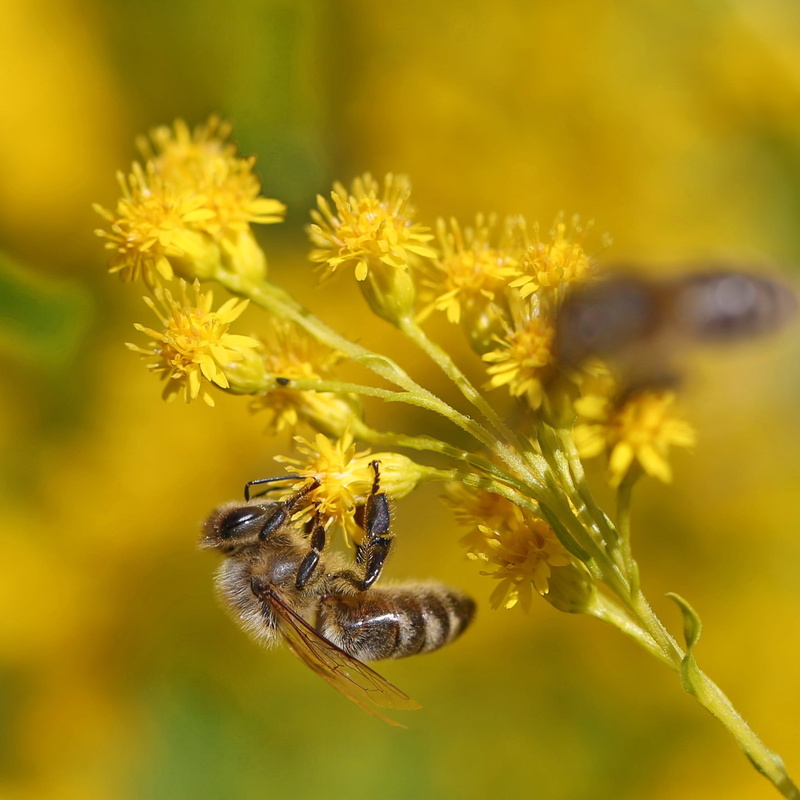 growth, macro, flower head, animal wildlife, collect, apis, petal, flower, outdoors, bee, vulnerability, pollen, yellow, insect macro, beauty in nature