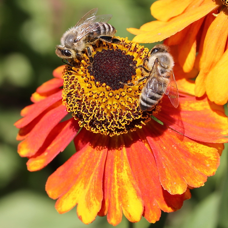 freshness, pollination, animal, no people, apis, animal wildlife, bloom, invertebrate, collect, macro, petal, inflorescence, 1080P, insect, one animal