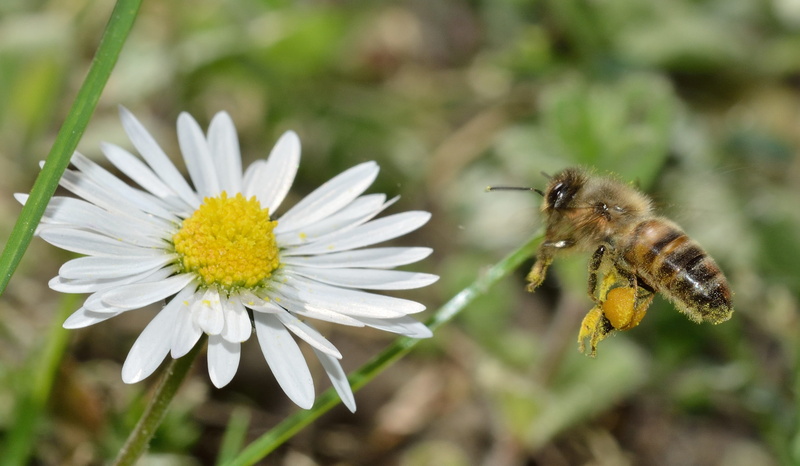 one animal, plant, springtime, focus on foreground, petal, flower head, growth, invertebrate, close-up, animal wildlife, animal wing, no people, insect