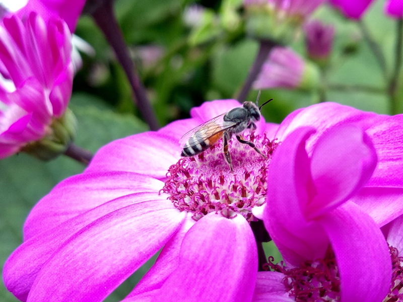animal wildlife, no people, one animal, fragility, purple, summer, animal themes, pollen, growth, flora, close-up, animal wing, flowering plant, animals in the wild