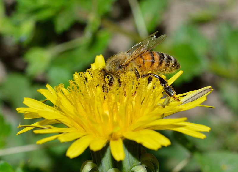 animal wing, pollination, fragility, flower, mellifera, one animal, petal, Mellifera, plant, Apis, vulnerability, bee, growth, animal, Nature, yellow, insect