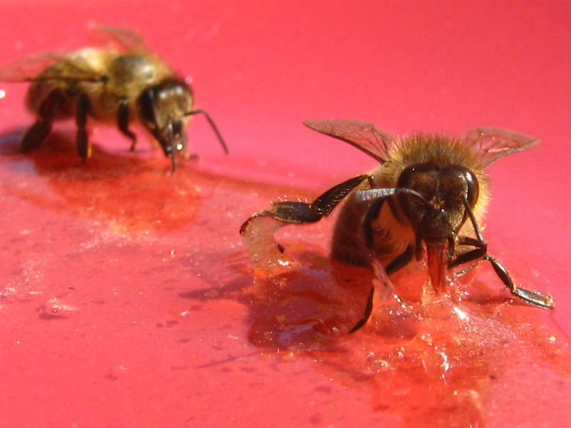 insect, red, animal themes, animal, 2K, animals in the wild, beauty in nature, bee, pollinator, indoors, insects, animal wildlife, one animal, animal wing