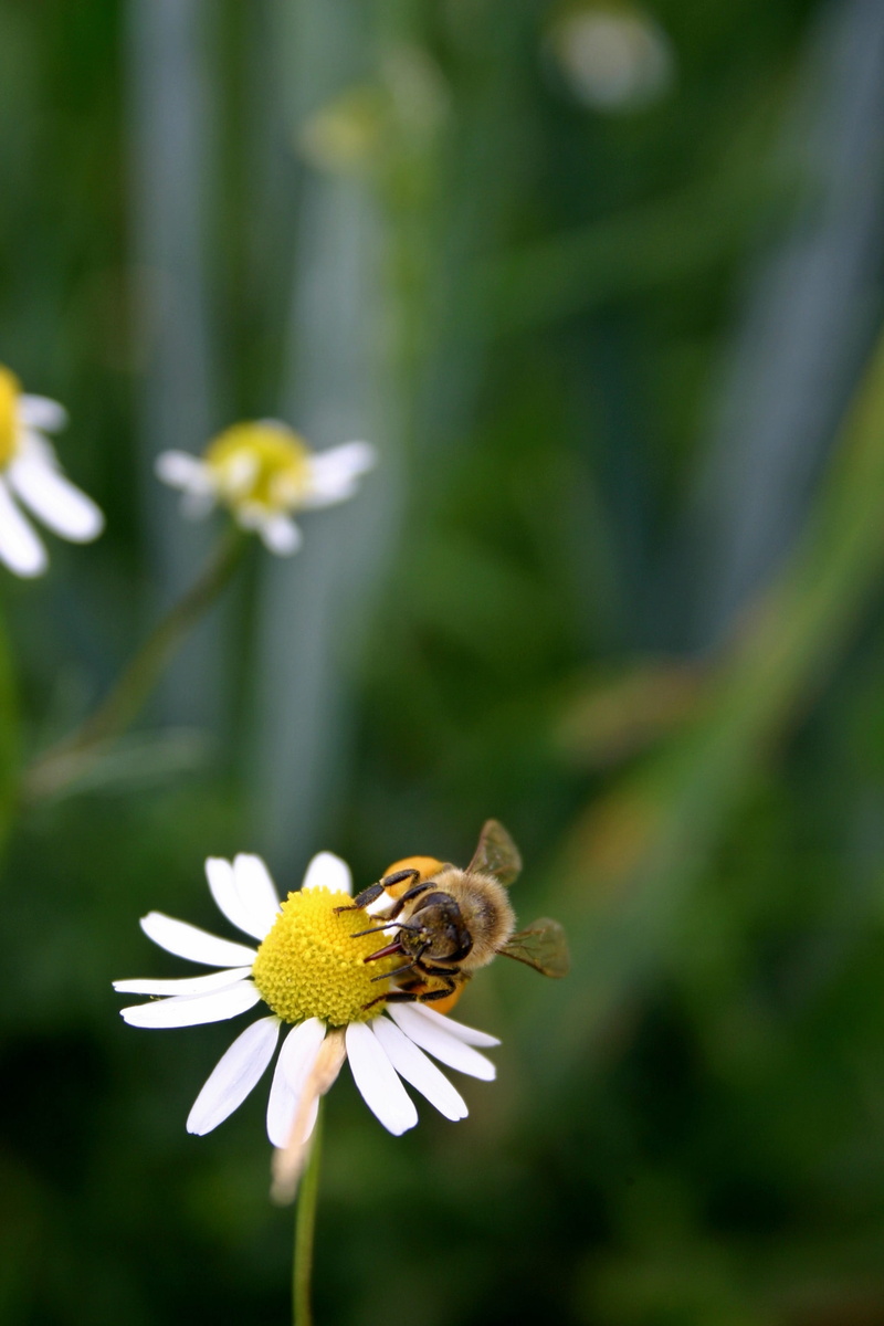 animal wildlife, freshness, growth, inflorescence, animal themes, beauty in nature, animal, flower, pollination, collect, animals in the wild, summer, 2K