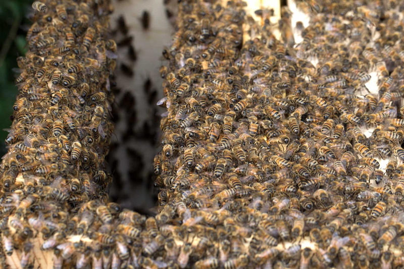 full frame, insect, beauty in nature, beekeeping, macro shooting, close up, bee, outdoors, group of animals, hard working, beehive, apis, honey, apiculture