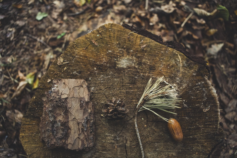 energy, ring, wood, tree stump, no people, tree, stack, heap, countryside, high angle view, stack of wood, rough, trunk, tree trunk, 5K, brown, nature