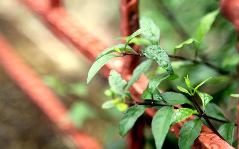 plant part, 1080P, nature, beginnings, vulnerability, green color, plant, food and drink, focus on foreground, plant stem, fragility, beauty in nature