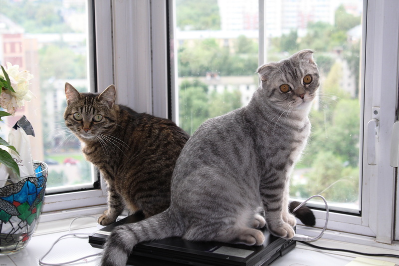 whisker, lovely, portrait, striped, one Animal, window Sill, cats, pets, looking at camera, domestic Life, gray, couple, home Interior, comfortable, feline