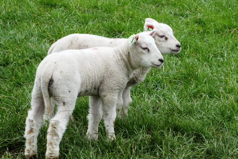 spring, nature, green color, livestock, domestic, mammals, no people, cattle, domestic animals, animals, land, animal themes, farm animal, field, plant