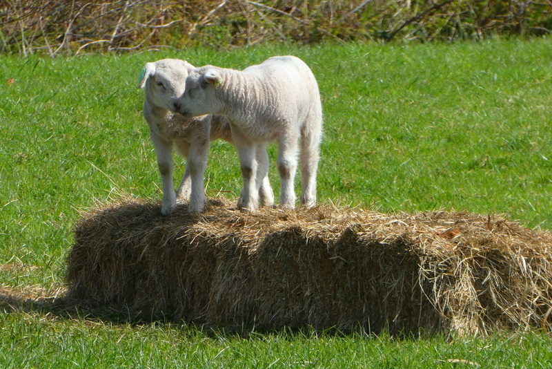 spring, agriculture, young animal, no people, day, livestock, animal, domestic animals, hay, netherlands, farm, 2K, mammals, animals, nature, farm animal