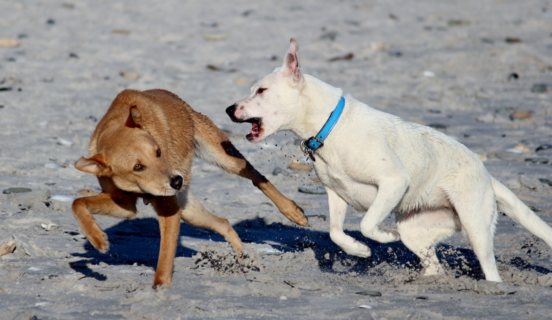 play, run, domestic animals, pet collar, attacking, snout, vertebrate, fun, focus on foreground, two animals, canine, nature, frolic, friendship, romp