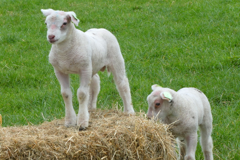 netherlands, domestic animals, young animal, lamb, animal, farm, lambs, frolic, plant, animal family, nature, land, outdoor life, field, sheep, farm animal