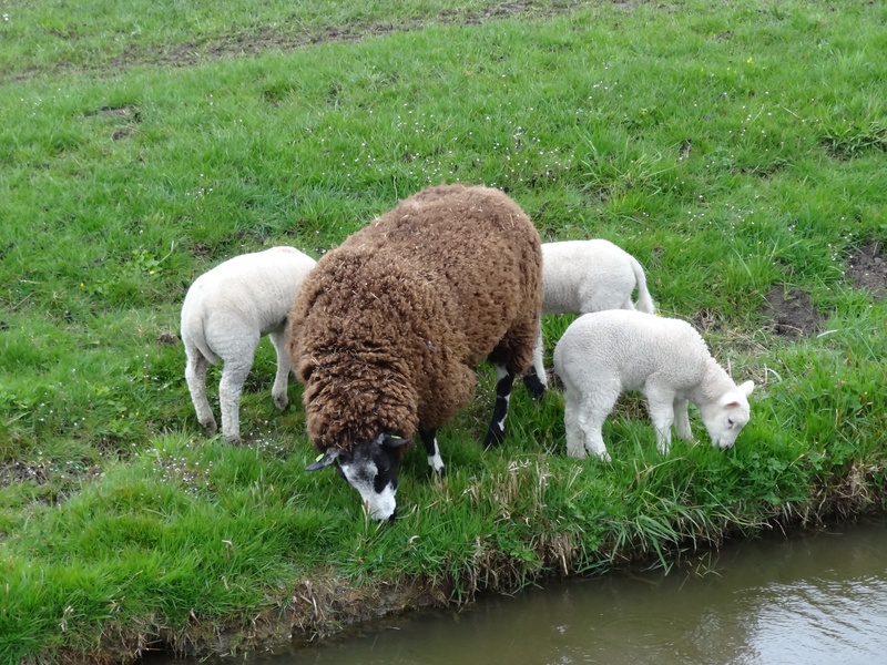 grazing, grass, animals, group of animals, young, lamb, day, land, jump, animal themes, netherlands, green color, livestock, frolic, domestic animals, cattle