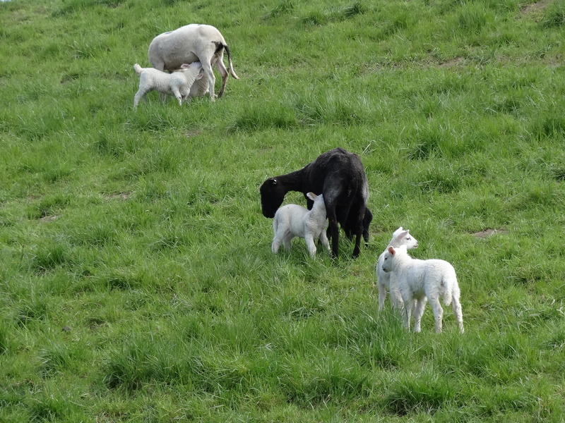frolic, nature, netherlands, group of animals, young animal, mammal, outdoor life, no people, green color, pasture, herbivorous, farm, landscape, lamb