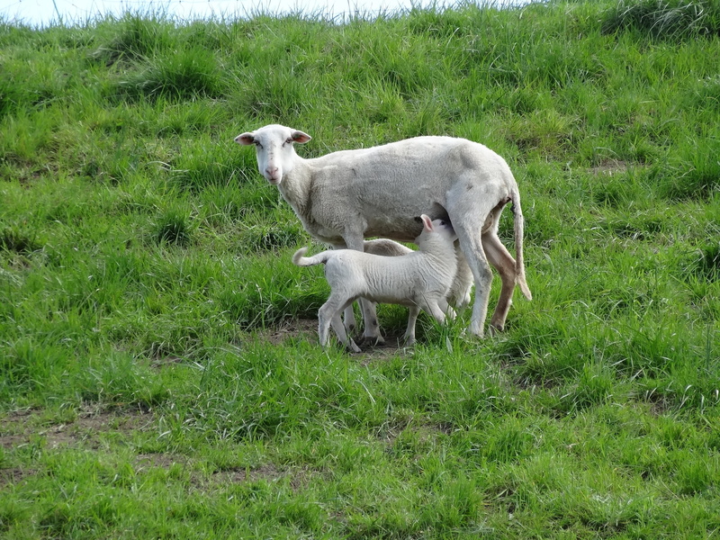 lambs, field, farm, pasture, group of animals, animal family, mammal, day, domestic animals, two animals, outdoor life, domestic, mammals, sheep, vertebrate