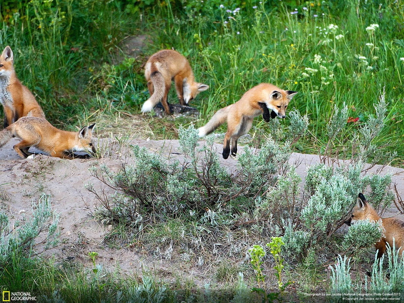 animal wildlife, show, grass, mammal, brown, outdoors, two animals, vertebrate, national, group of animals, nature, no people, frolics, tv, field, day