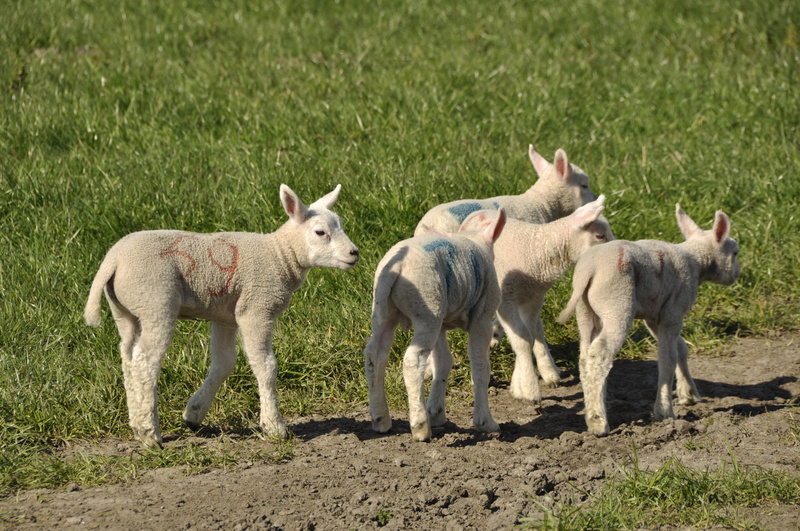 domestic animals, vertebrate, mammals, herbivorous, outdoor life, standing, agriculture, frolic, land, Spring, pig, group of animals, jump, young animal