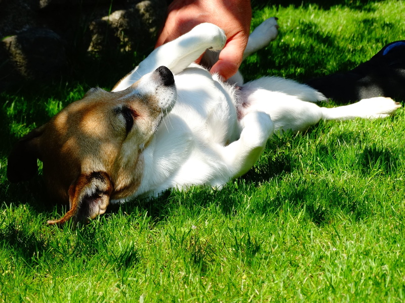 Animal, human hand, green, canine, pats, Pet, frolic, summer, Animals, animals And Pets, vertebrate, dicky, garden, hand, animal themes, Dogs, nature, green color