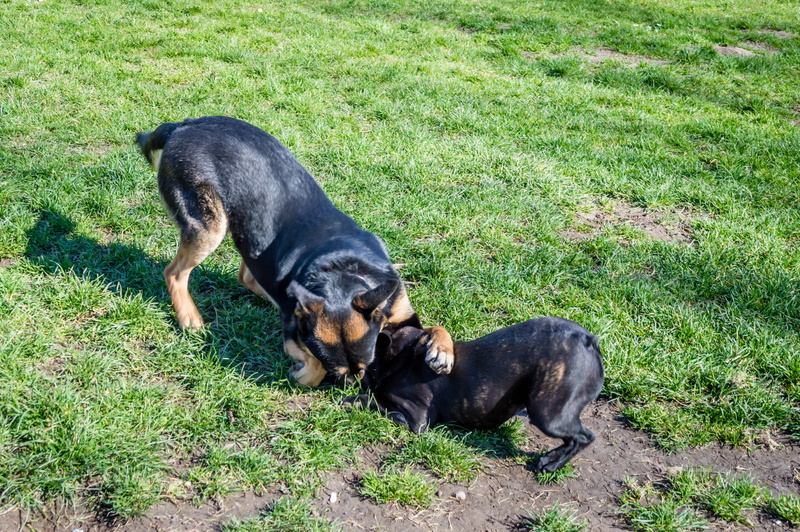 black color, canine, Frolic, land, nature, dog, domestic, domestic animals, pasture, one animal, animal, no people, animal themes, day, high angle view
